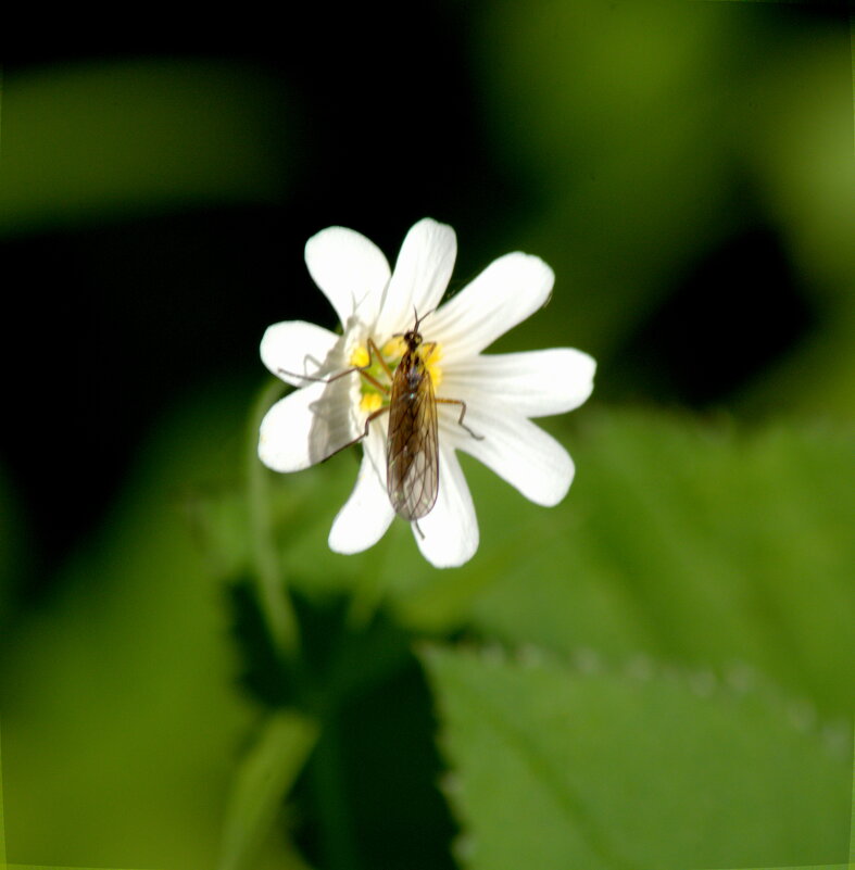 *** - Сергей Владимирович Егоров