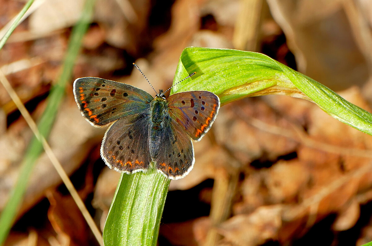 из сегодняшней съемки  1 - Александр Прокудин