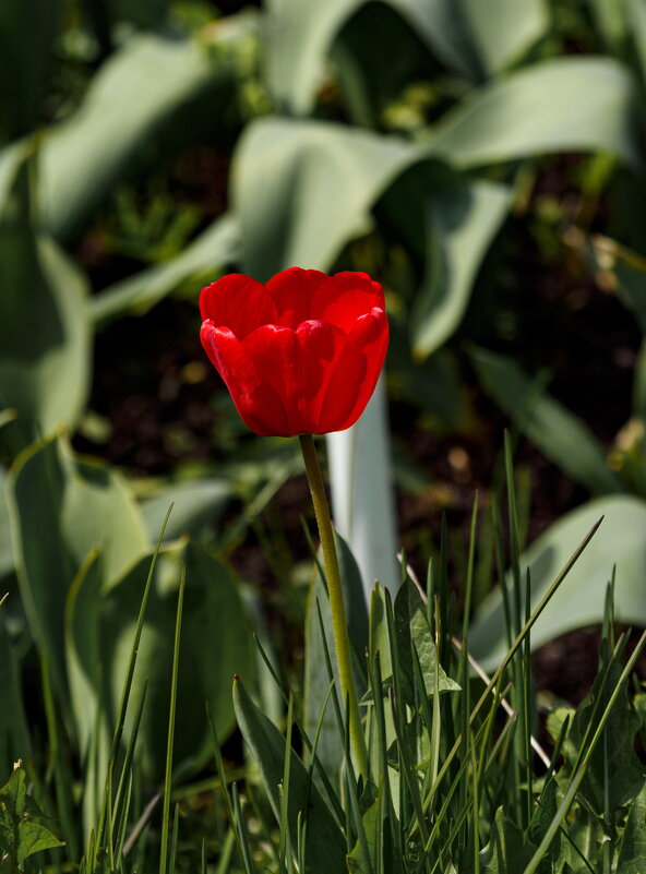 Весны прекрасные мгновения - Serega  