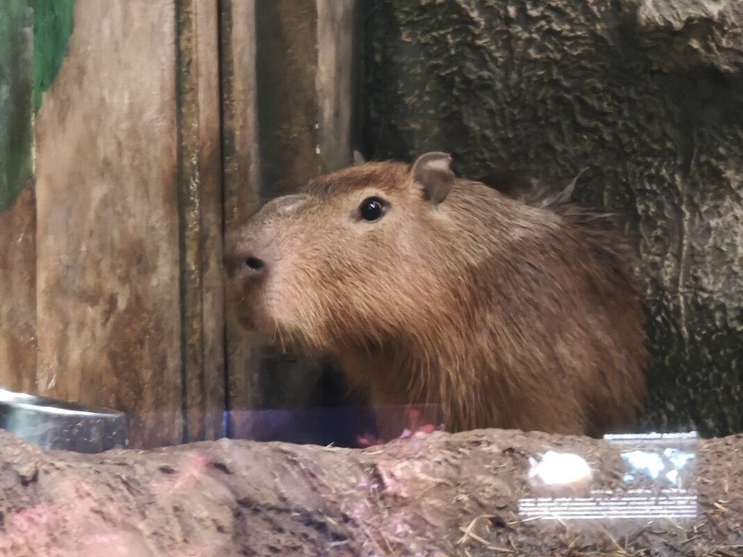 В Москвариуме - капибара - <<< Наташа >>> В Москвариуме - капибара - <<< Наташа >>>