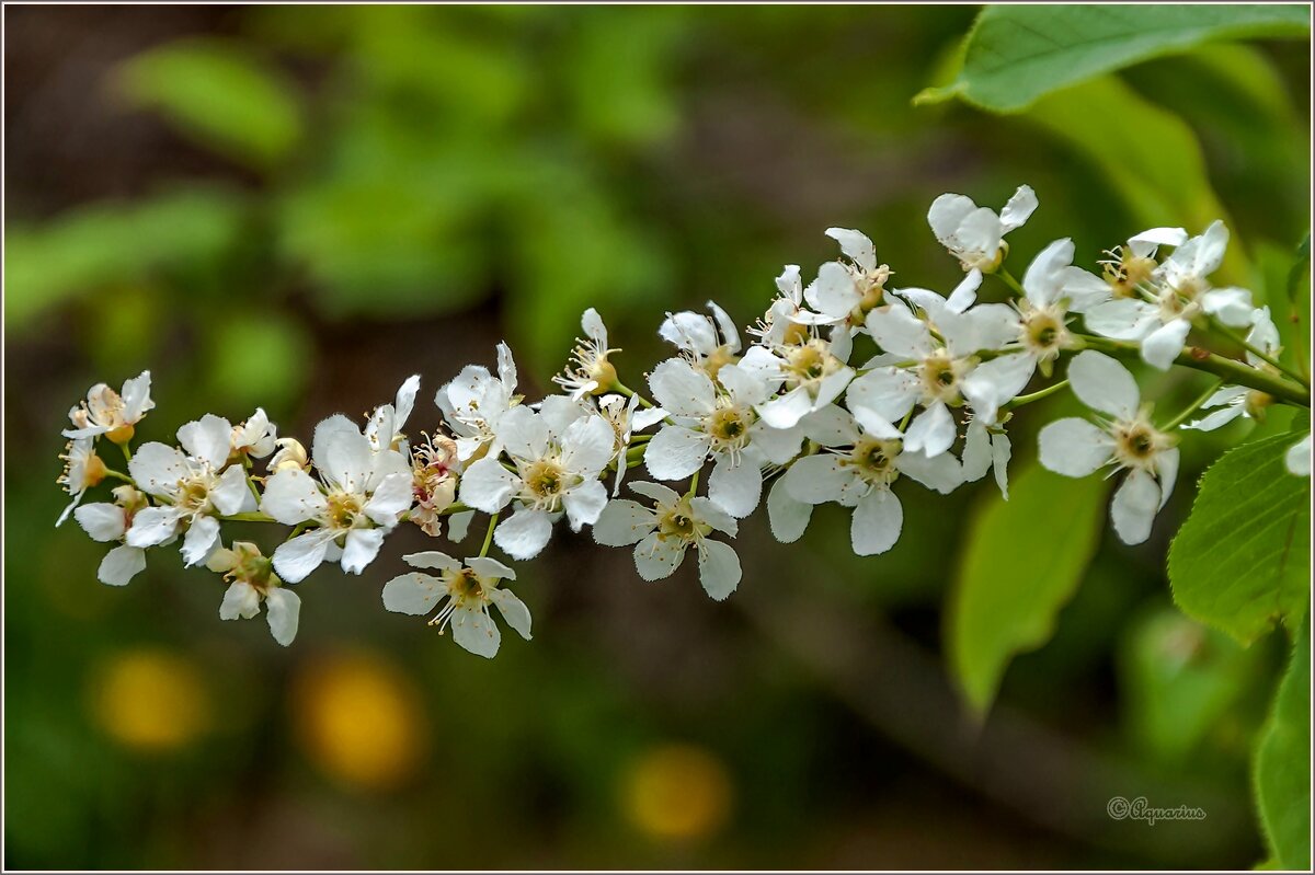 Весеннее обновление... - Aquarius - Сергей
