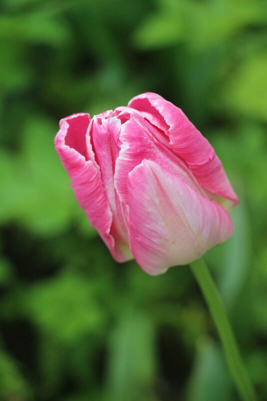 Цветочное настроение - Наталья Герасимова Цветочное настроение - Наталья Герасимова