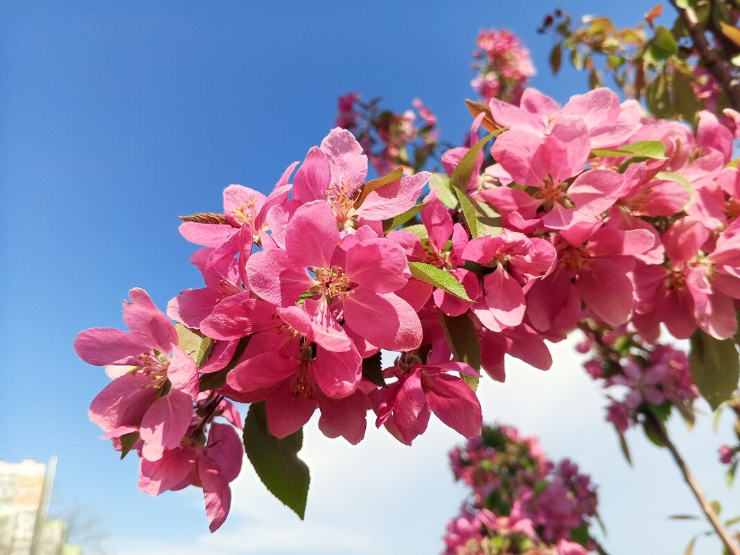 Яблоня - Сапсан 