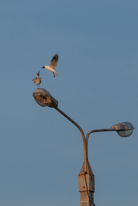 кушай детятка - Denis Doroshenko