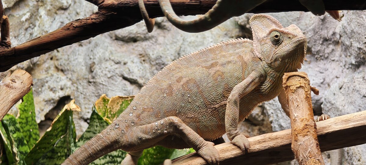 Хамелеон - <<< Наташа >>> Хамелеон - <<< Наташа >>>