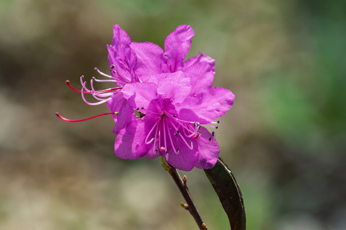 Цветущий май. - Виктор Иванович Чернюк Цветущий май. - Виктор Иванович Чернюк