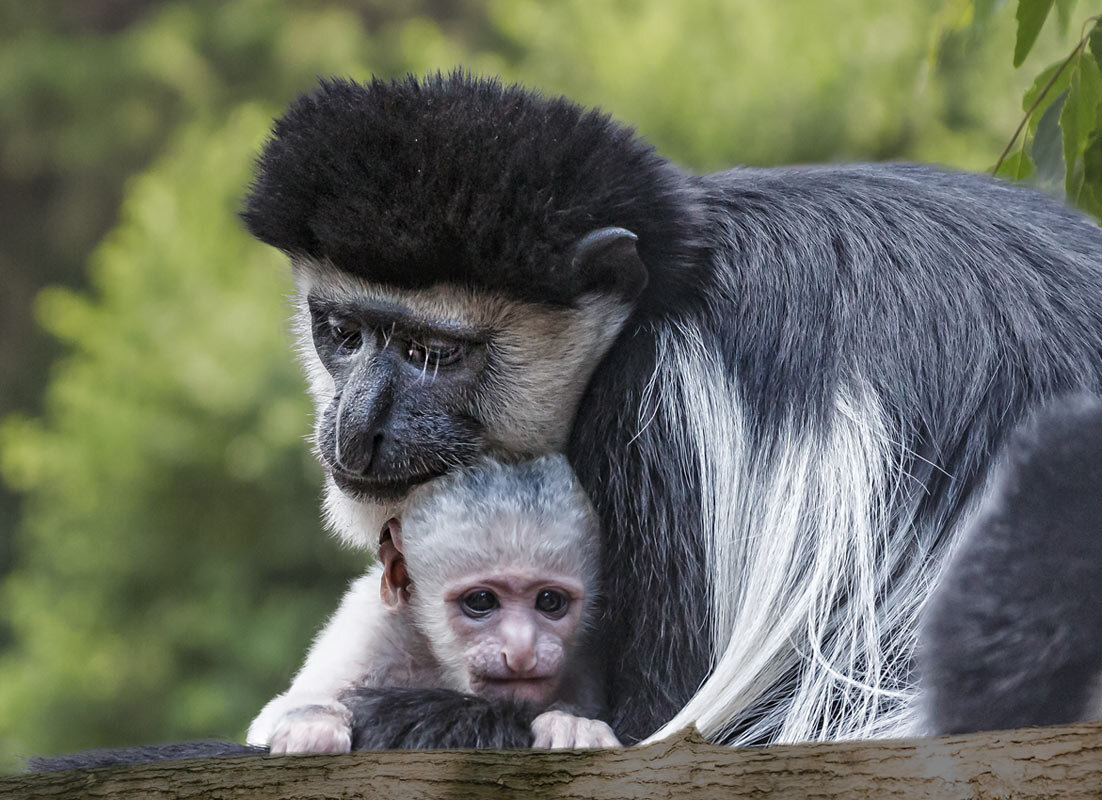 Колобус - SanSan 