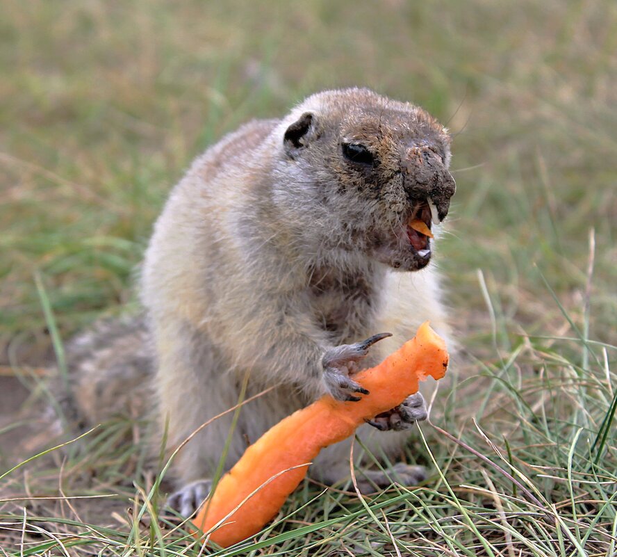 Франкенштейн - Василий Франкенштейн - Василий