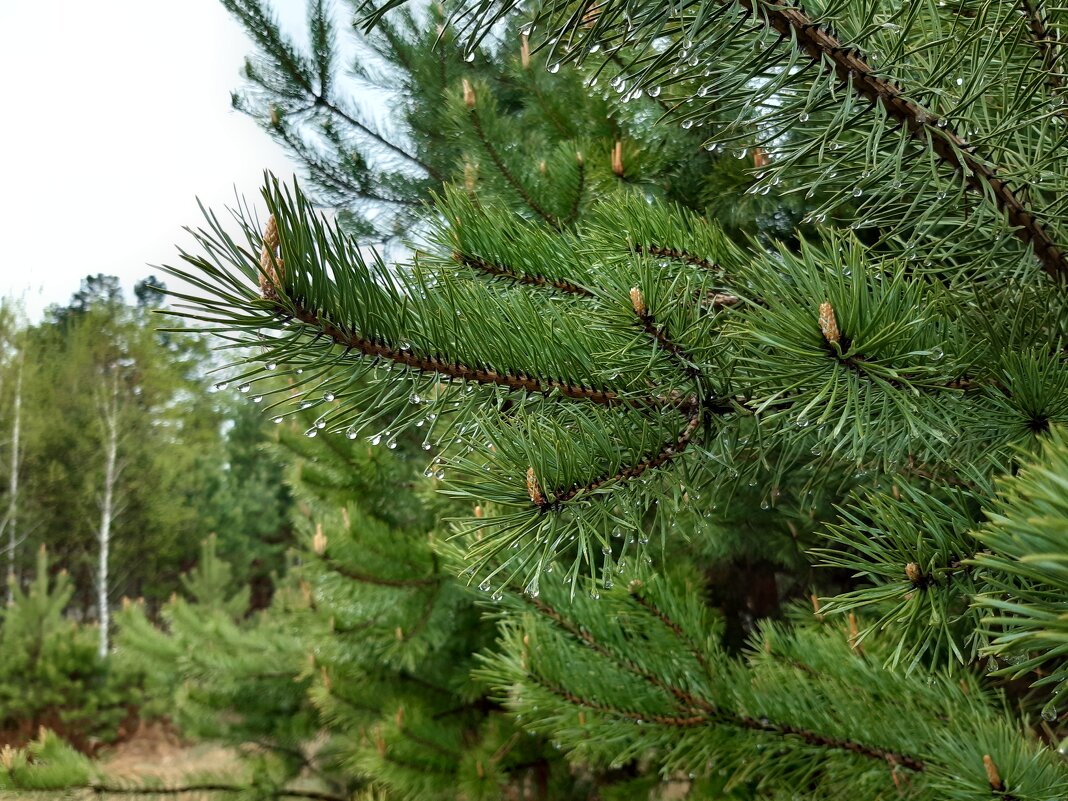 Весна идёт, весне дорогу! - Галина Минчук