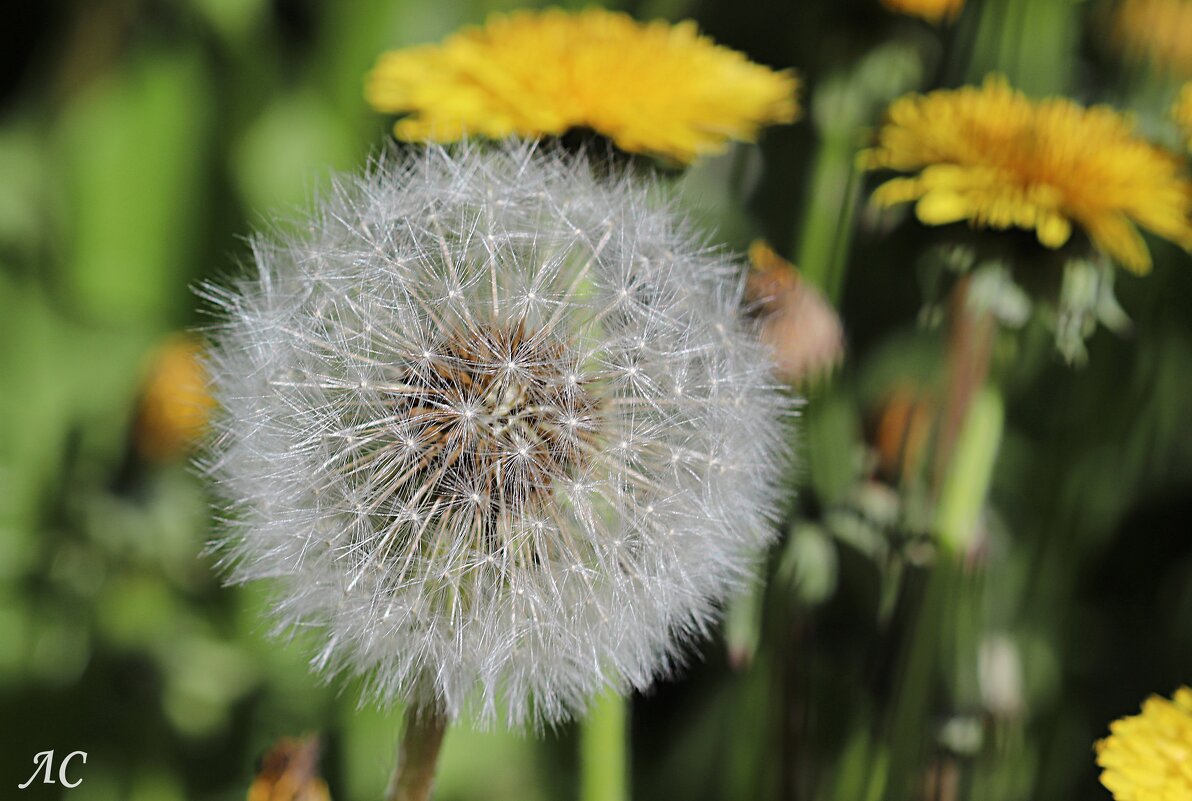 К полету готовы! - Любовь Сахарова