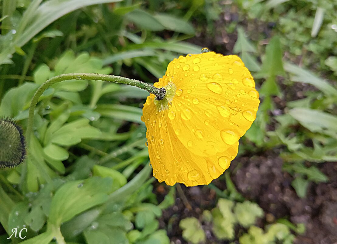 После дождя - Любовь Сахарова После дождя - Любовь Сахарова