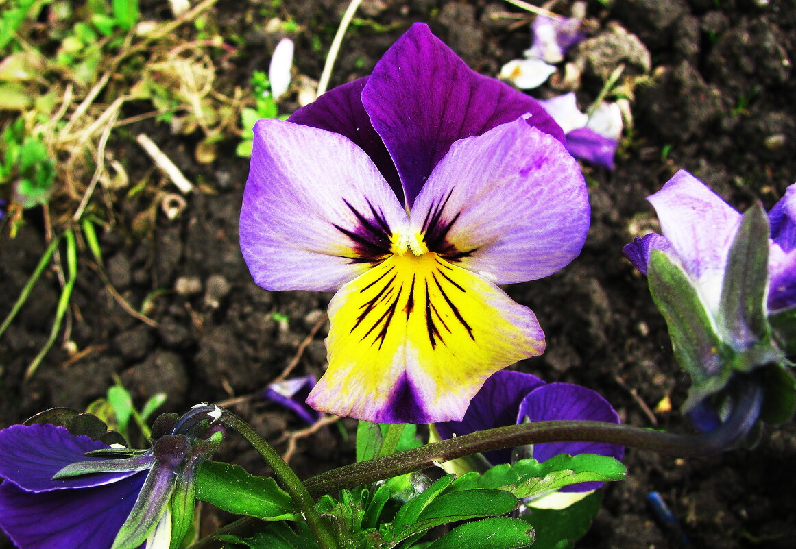 Глазастая - Людмила Смородинская Глазастая - Людмила Смородинская