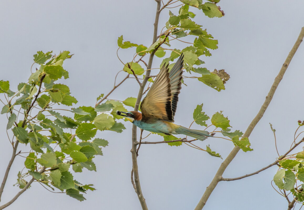 золотистые щурки - юрий макаров