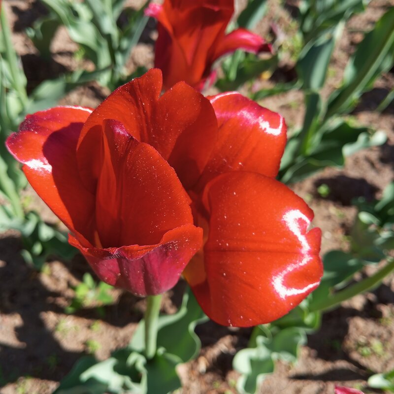 Тюльпан - Елена Семигина Тюльпан - Елена Семигина