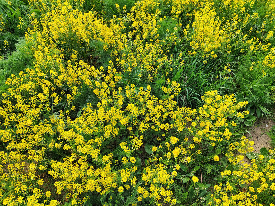 Сурепка обыкновенная (Barbarеa vulgаris) / Как свет солнца - Денис Бочкарёв