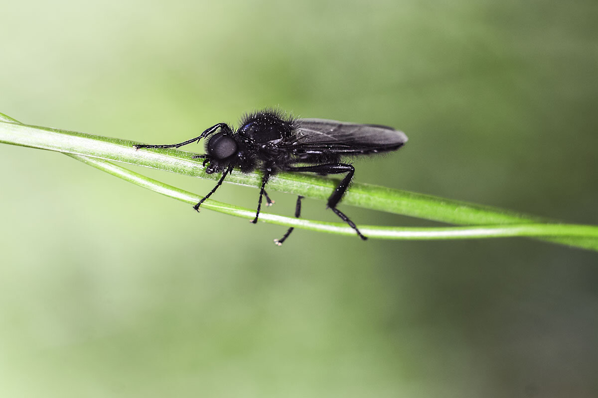 Толстоножка - Геннадий Супрун Толстоножка - Геннадий Супрун