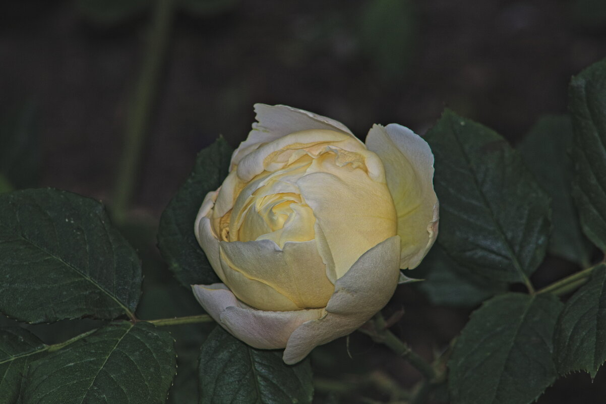 Белая Роза - Giant Tao /