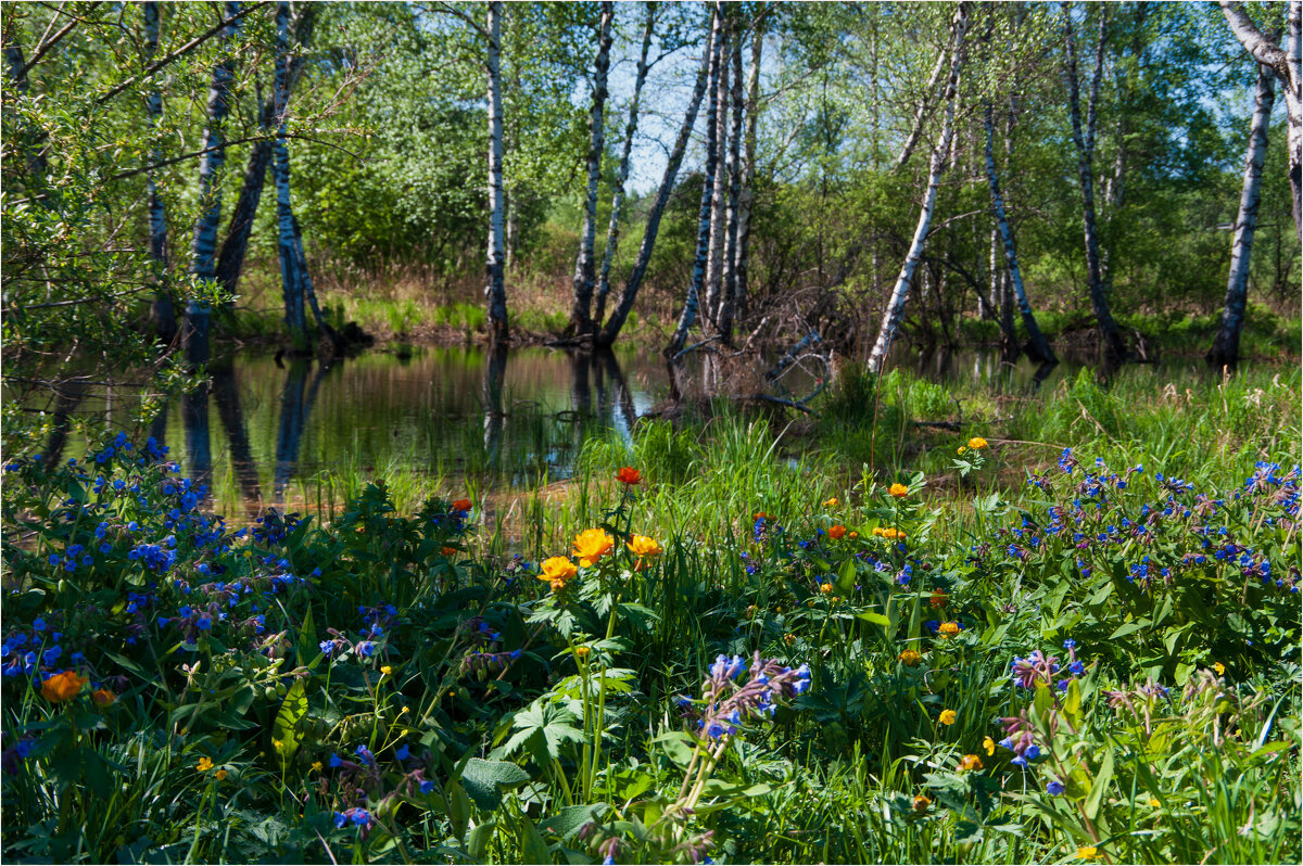 Буйство весенних красок... - Алексей Мезенцев