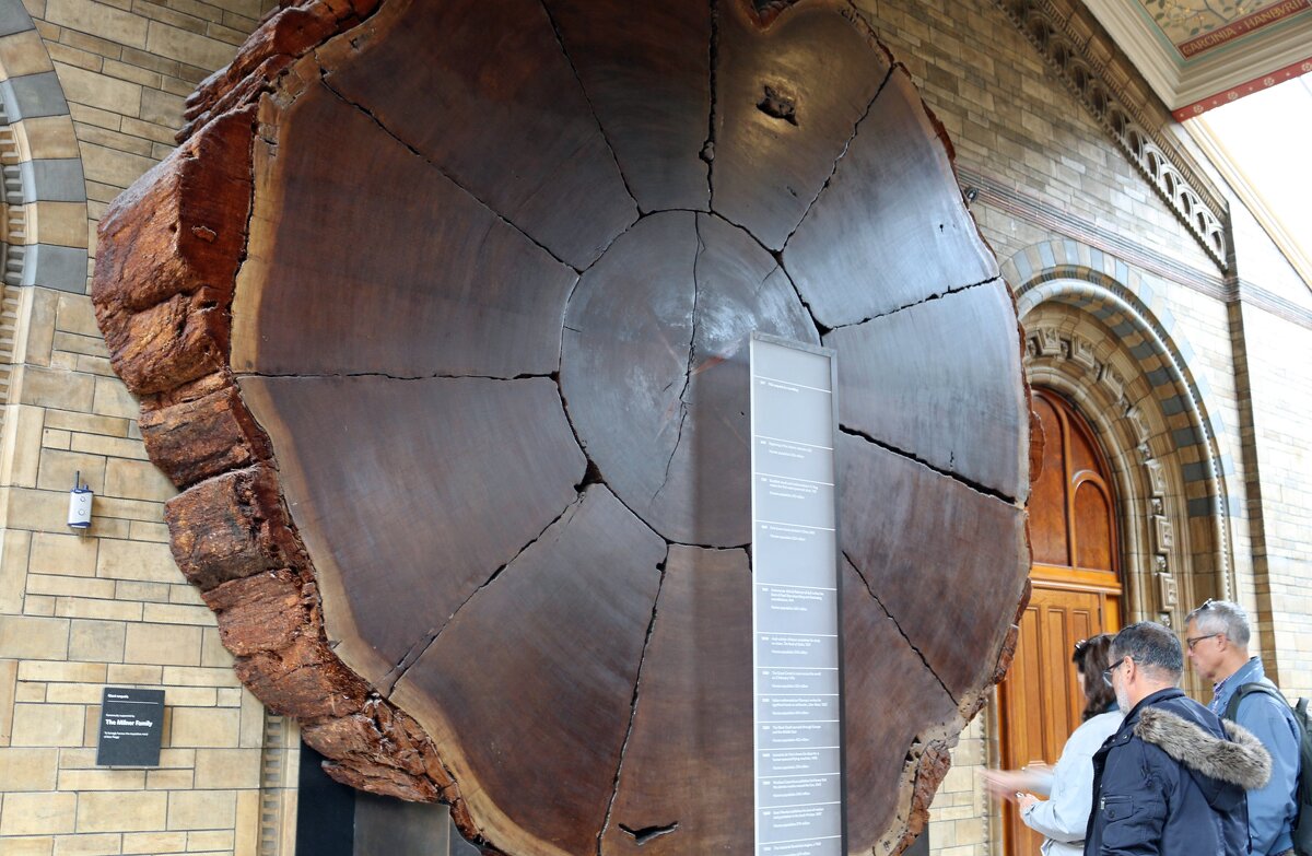 Спил гигантской секвойи в музее естествознания - Ольга Спил гигантской секвойи в музее естествознания - Ольга