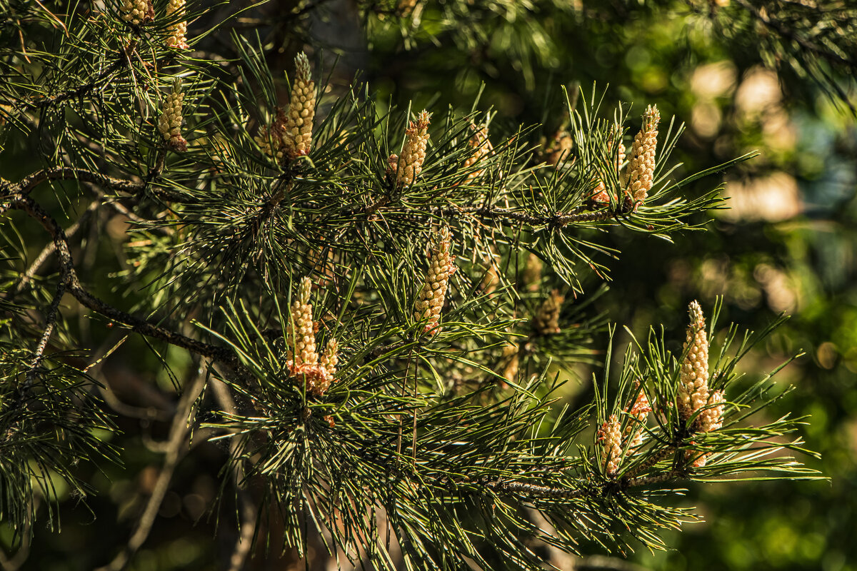 Ёлочки, иголочки. - Петр Беляков Ёлочки, иголочки. - Петр Беляков