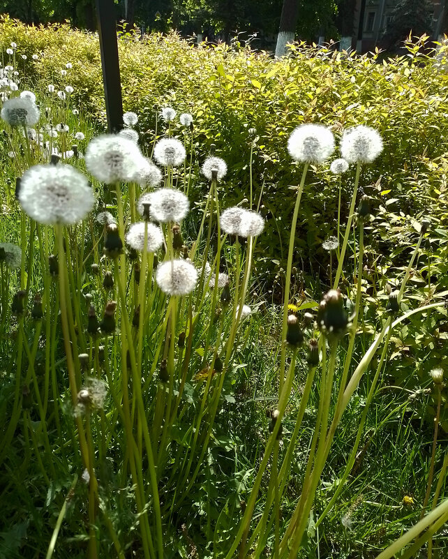 *** - Валентина Береснева