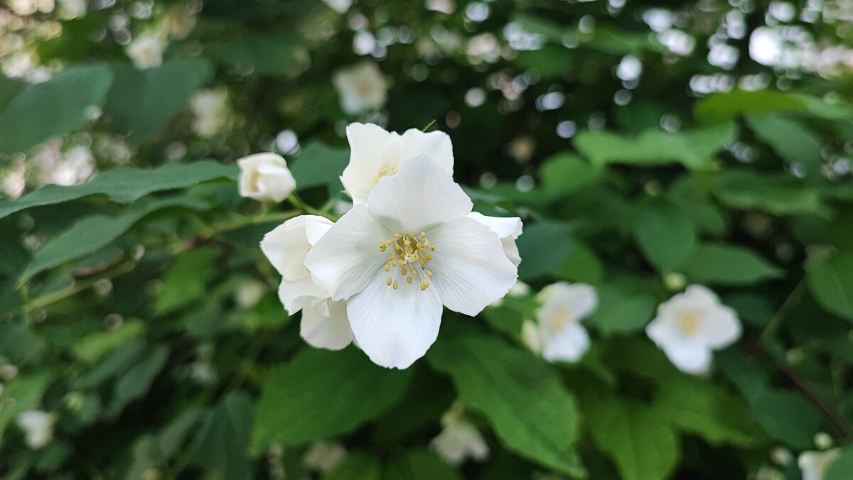 ,,, - Сергей Тимоновский ,,, - Сергей Тимоновский