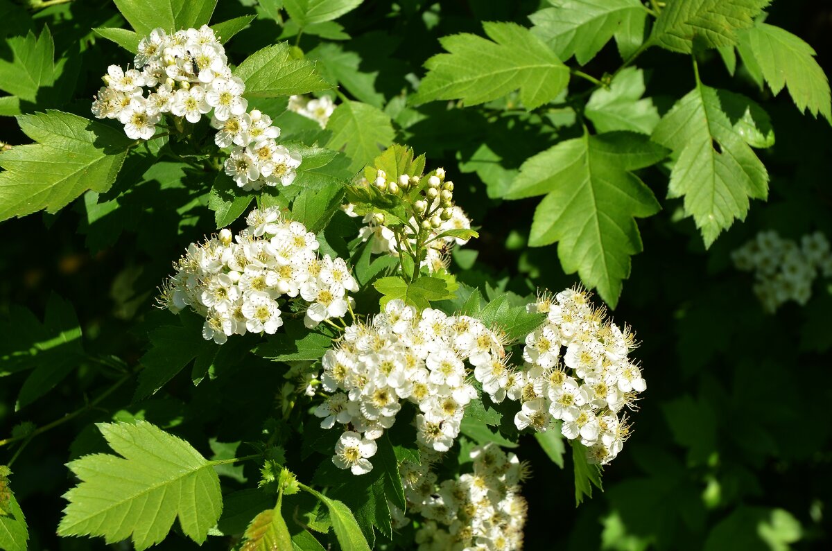 Боярышник - Oleg4618 Шутченко