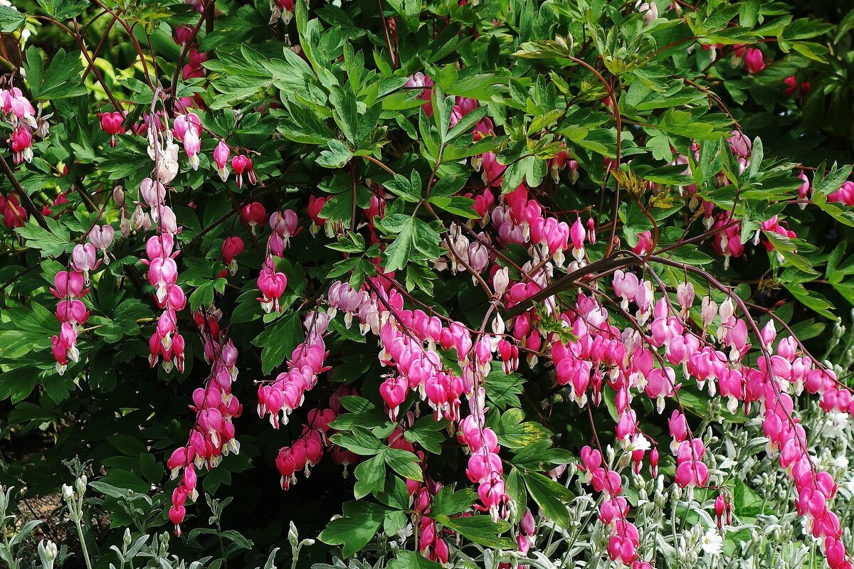 Дицентра - Рита Симонова