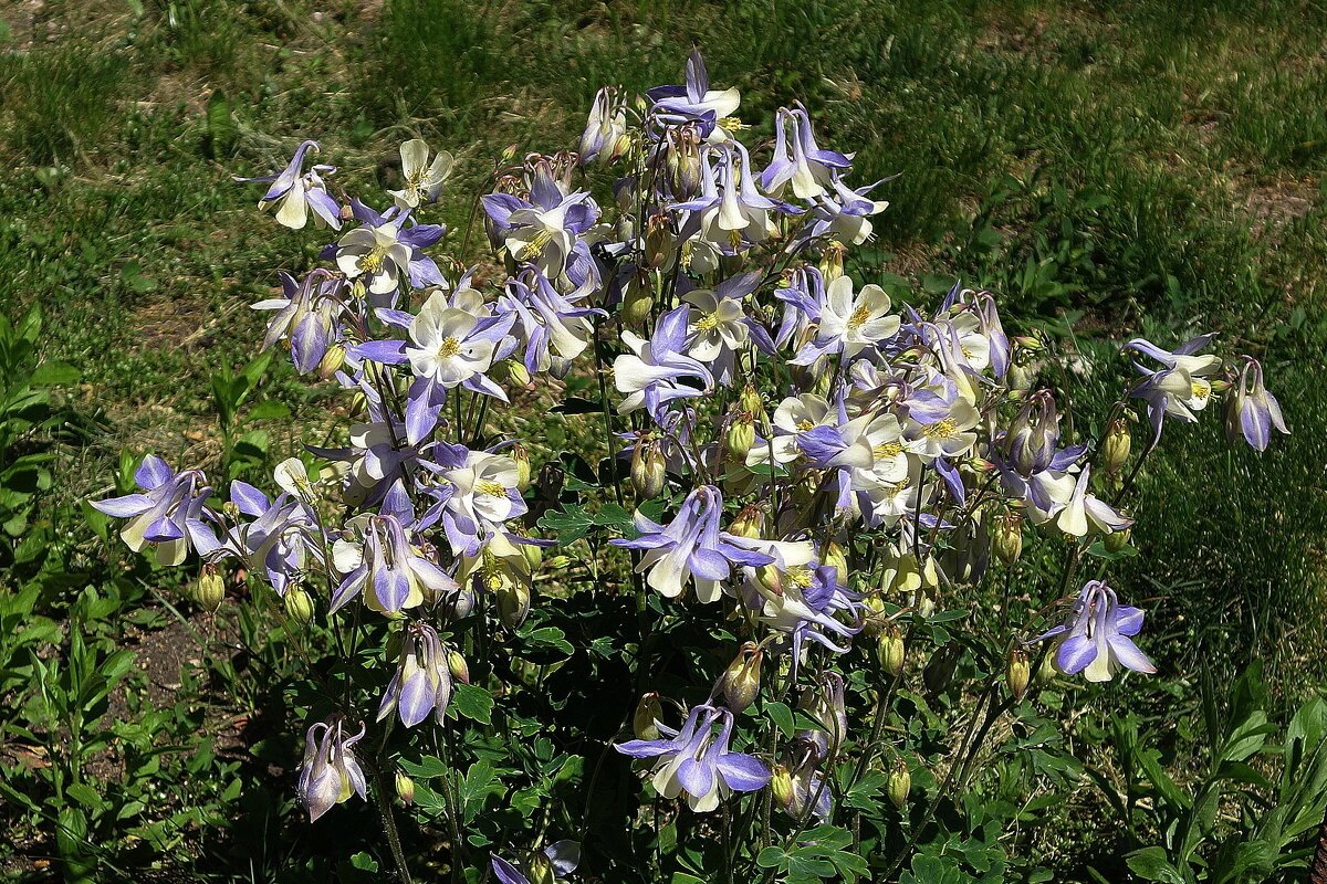 Аквилегия - Рита Симонова