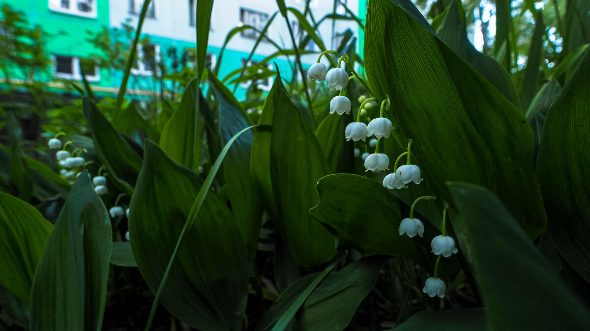 Природа в Городе - юрий поляков