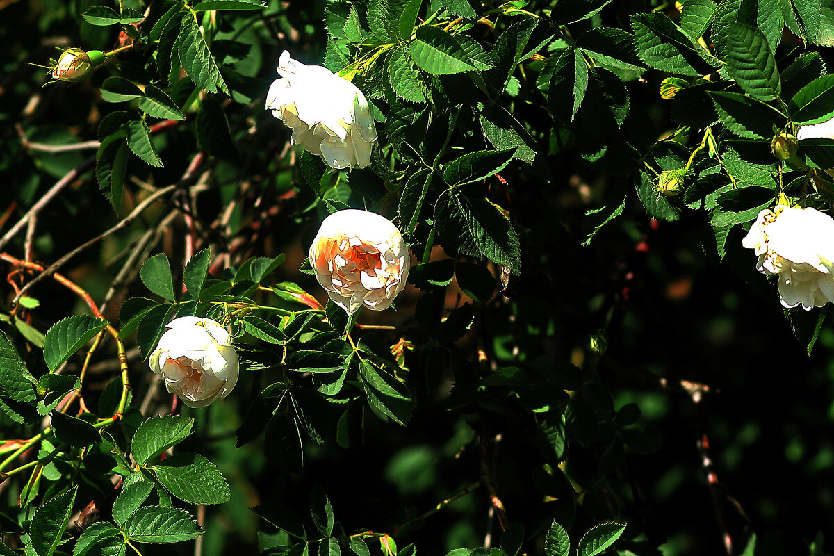 Белые - Юрий Гайворонскiий Белые - Юрий Гайворонскiий
