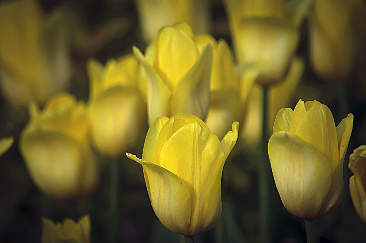 Тюльпаны жёлтые - Владимир Кроливец Тюльпаны жёлтые - Владимир Кроливец