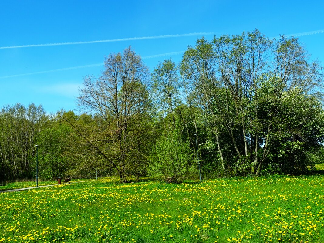 Одуванчиковое поле - Aida10 Одуванчиковое поле - Aida10