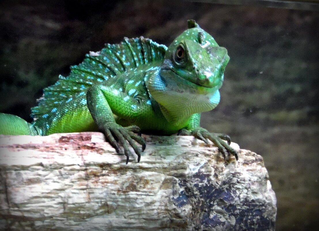 Знакомиться будем ? - nadyasilyuk Вознюк Знакомиться будем ? - nadyasilyuk Вознюк