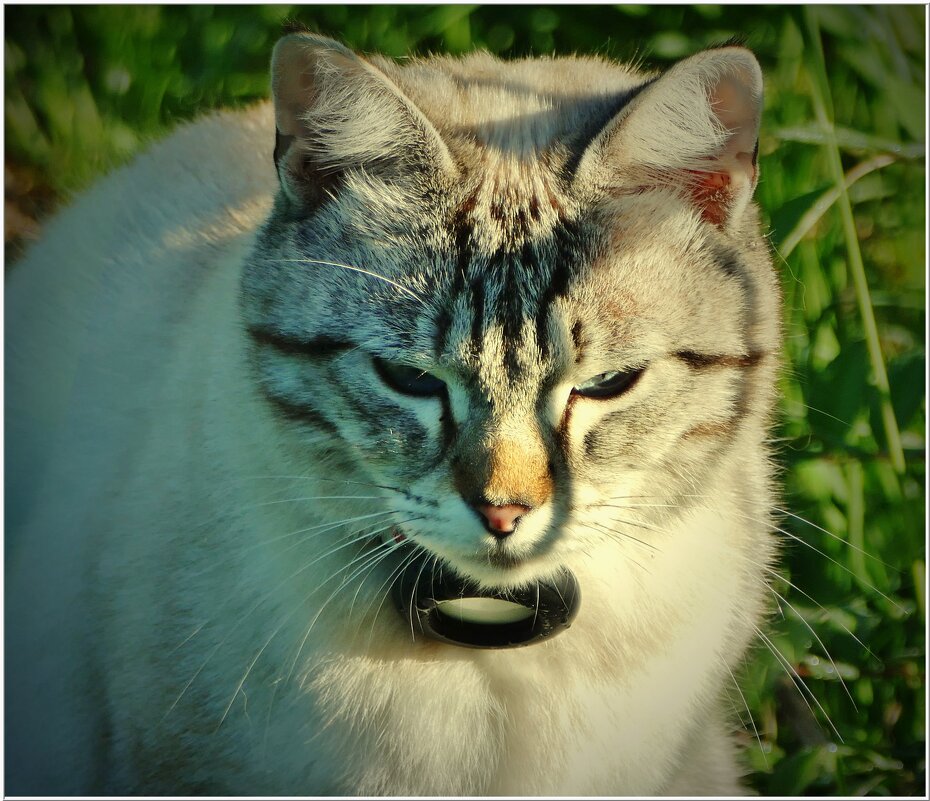 КИСА... - Elvira E. 