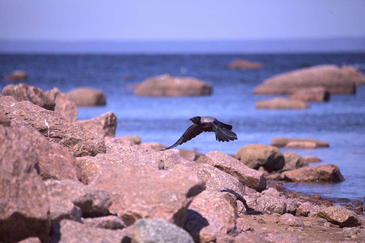 Серая ворона в полете - Танзиля Завьялова Серая ворона в полете - Танзиля Завьялова