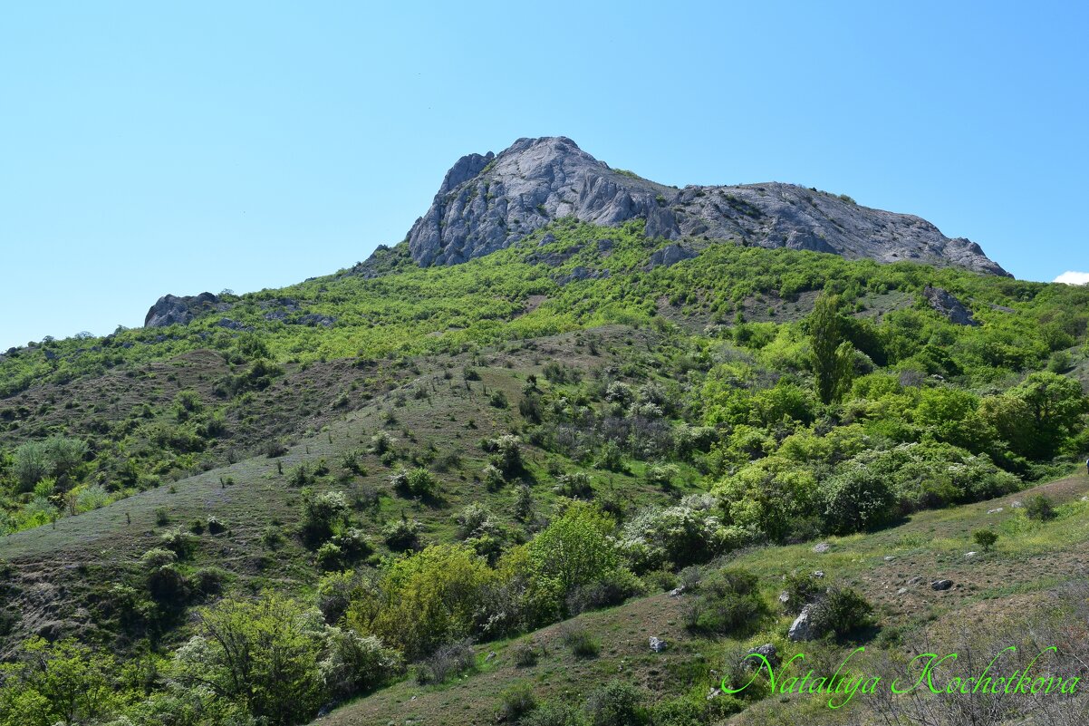 Природа Крыма - Amazing Cosmea Природа Крыма - Amazing Cosmea