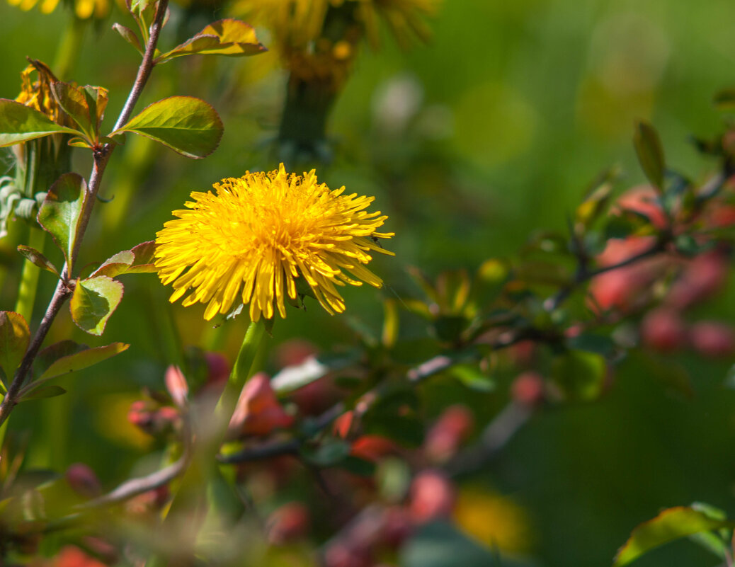 Одуванчик. - Анатолий Нецепляев Одуванчик. - Анатолий Нецепляев