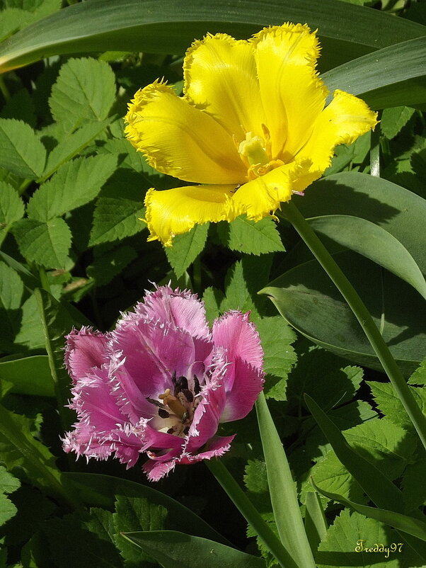 Тюльпаны - Freddy 97