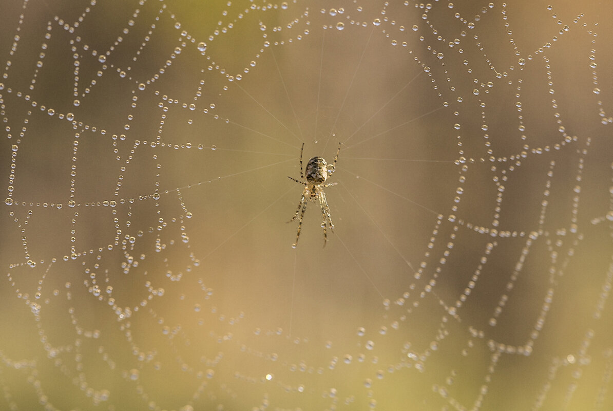 В засаде... - Андрей Пристяжнюк