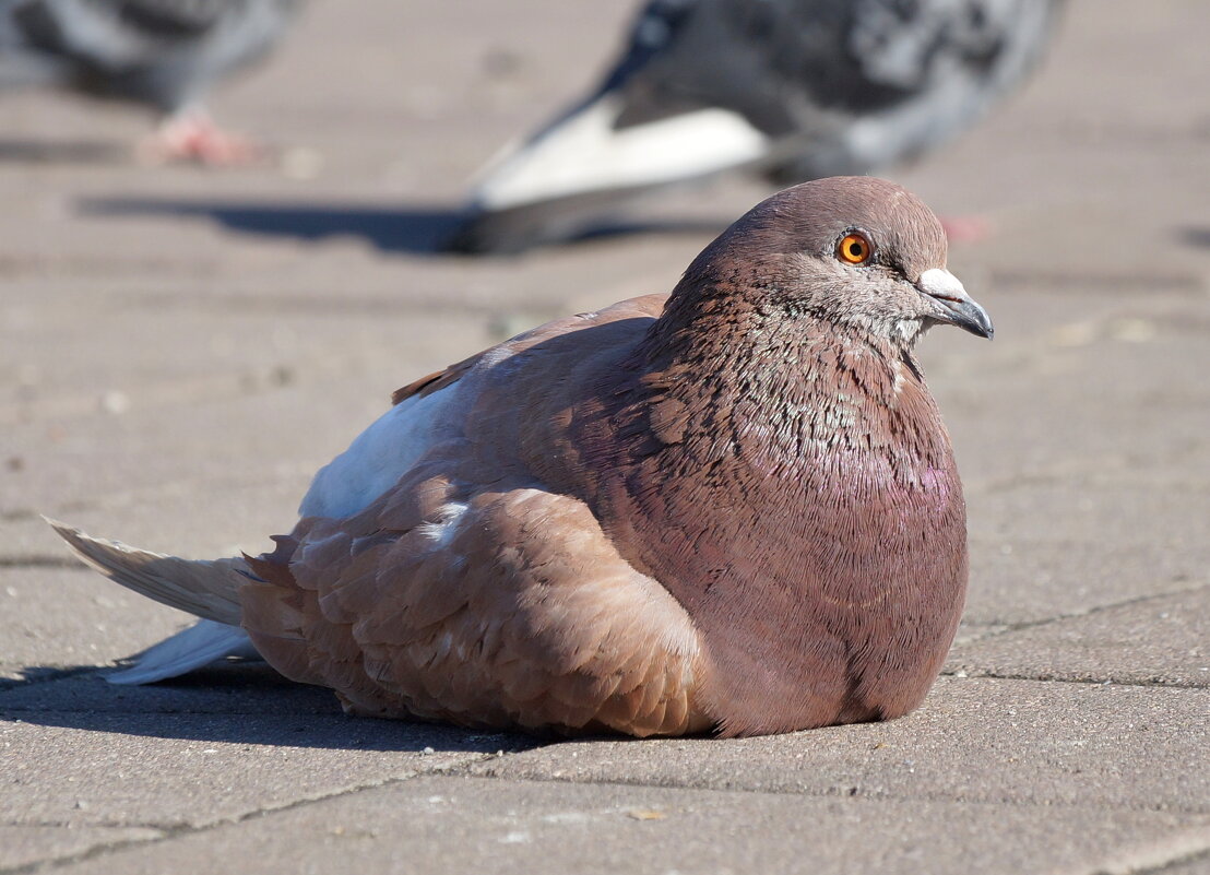 .... - Андрей Катков .... - Андрей Катков