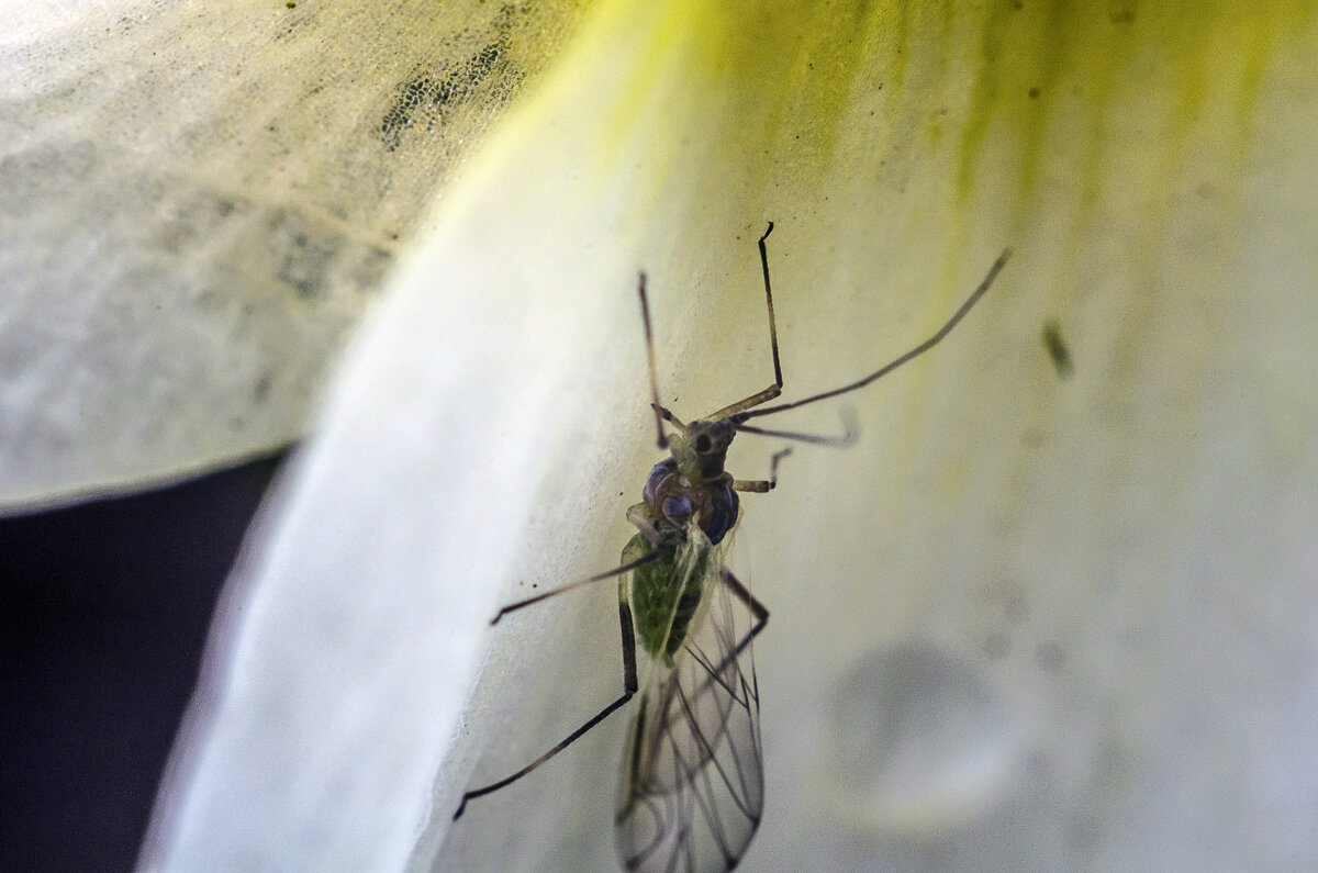 Тля - Андрей Щетинин Тля - Андрей Щетинин