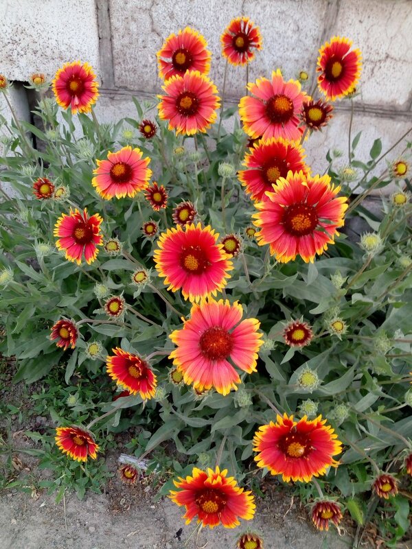 Ромашки - Татьяна Пальчикова Ромашки - Татьяна Пальчикова