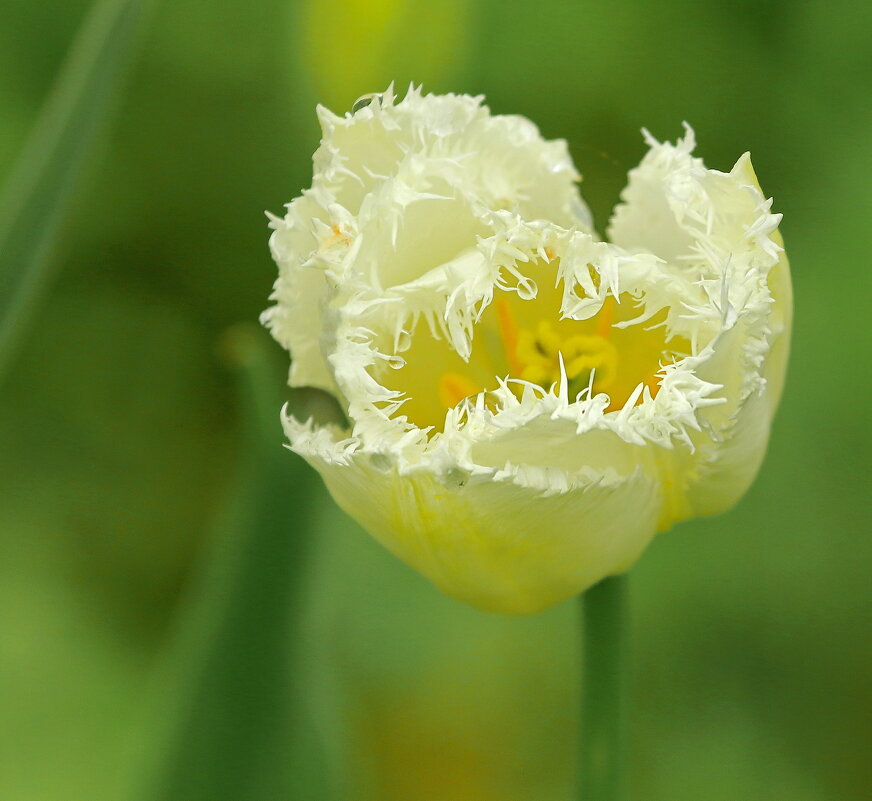 цветение - Andrey Bragin 