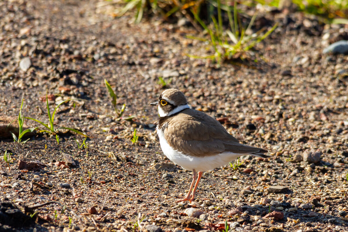 Малый зуёк. - Yuri Chudnovetz