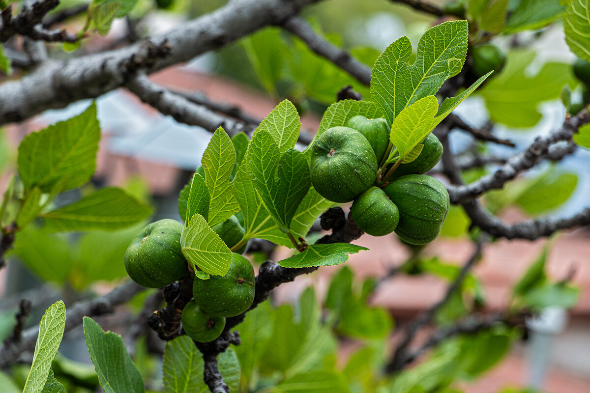 Фиги поспевают - Юрий Яловенко