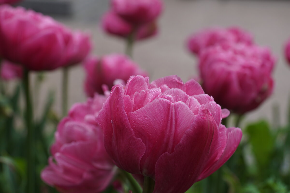 Тюльпаны после дождя - Lersa Тюльпаны после дождя - Lersa