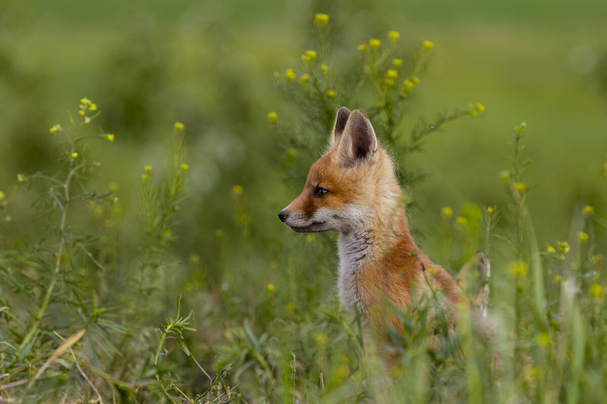 *** - Валерий Черняк