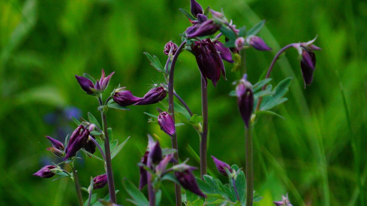 Аквилегия - Наталья Лакомова