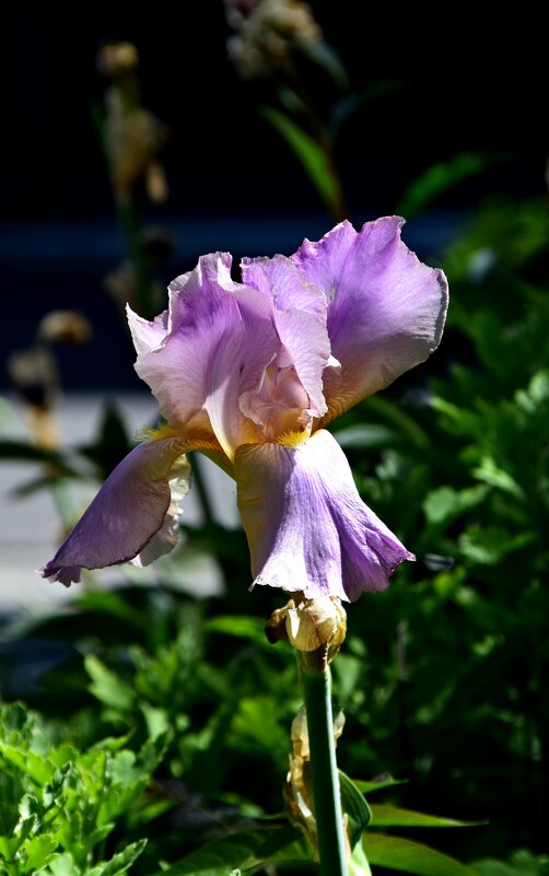 *** - Павленко Михаил 